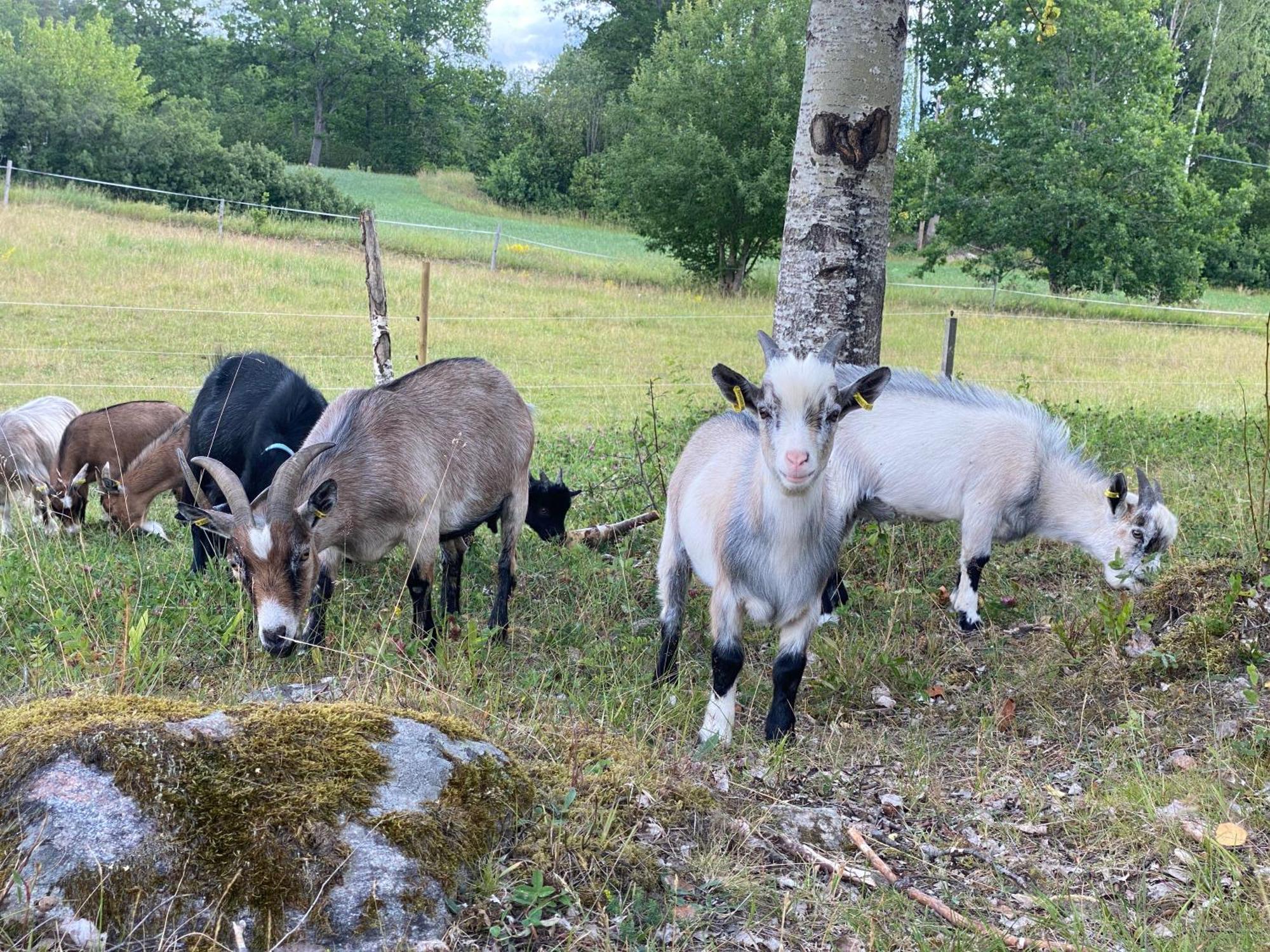 Haeradssaetter Gard 1 Vendégház Valdemarsvik Kültér fotó